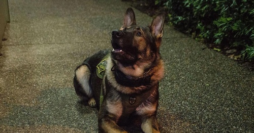 Veterinarians Save TikTok Famous K-9 Arlo